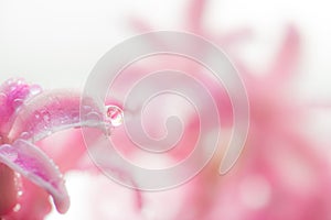 Flower pink hyacinth in drops of water close up