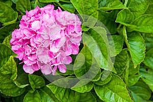 Flower pink hydrangeas makrofilla closeup