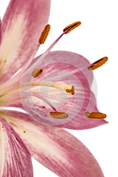 Flower of a pink lily closeup, isolated on white background