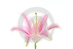 Flower pink lily isolated in white background