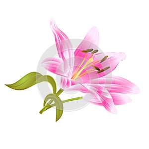 Flower pink Lily Lilium candidum editable on a white background vector editable illustration