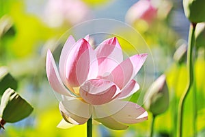 Flower of a pink lotus in the sun