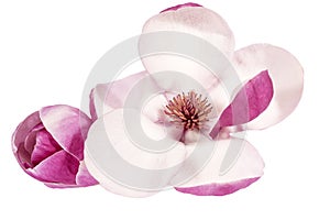 Flower of pink Magnolia isolated on white background, close up.