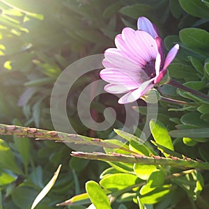 Flower pink naturale green sun