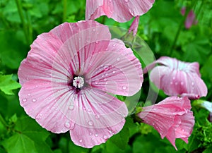 Fiore rosa natura giardino pianta fiori, estate verde ibisco petalo fiorire viola bellezza fiore, biglietti 