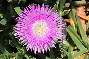 Flower Pink Nature Wildflowers Spring