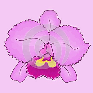 Flower pink orchid Cattleya close-up on isolated light pink background