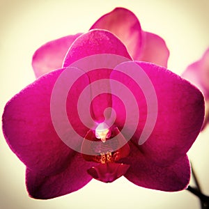 Flower of pink orchid phalaenopsis on a light background close-up, square, for the Instragram