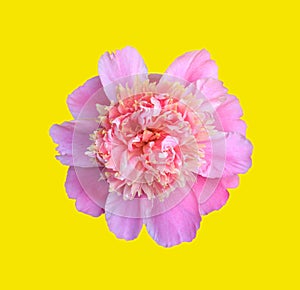 flower pink peony closeup, top view isolated on yellow background