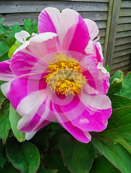 Flower of the pink peony evading close-up, background