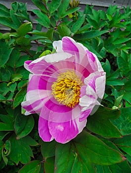 Flower of the pink peony evading close-up, background