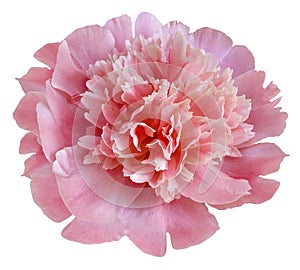 flower pink peony. Flower isolated on a white background. No shadows with clipping path. Close-up.