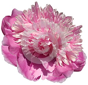 flower pink peony isolated on a white background. No shadows with clipping path. Close-up.