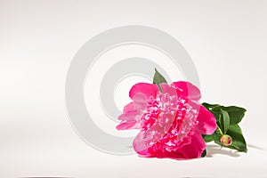 Flower pink peony on a white background