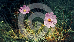 Flower with pink petals with creeping spider,close-up,plant in the garden.