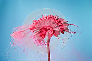 Flower with pink powder on blue background. Explosion cloud. Colorful dust explode. Power energy.