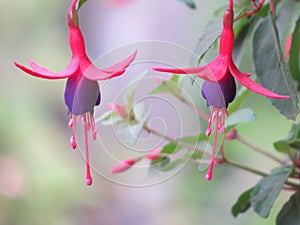 Flower pink and purple hummingbird