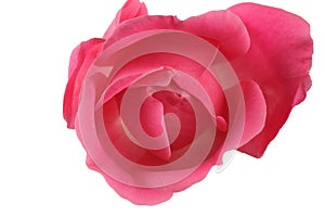 Flower Pink Rose