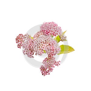 flower pink Spiraea Japanese on white background