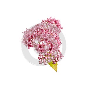 flower pink Spiraea Japanese on white background