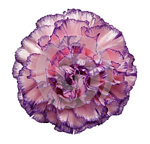 Flower Pink-violet-pearl carnation on a white isolated background with clipping path. Closeup. No shadows. For design.