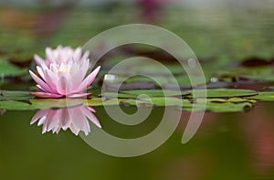 Flower of pink water lily