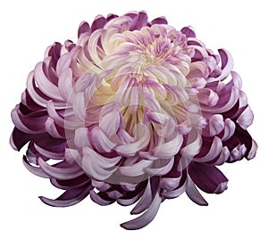 flower Pink-white chrysanthemum. Side view. Motley garden flower. white isolated background with clipping path no shadows. Cl