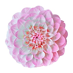 Flower pink white dahlia isolated on white background. Close-up. Element of design.