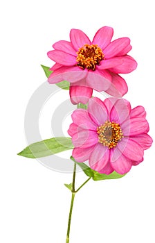 A flower of pink zinnia blooming isolated white