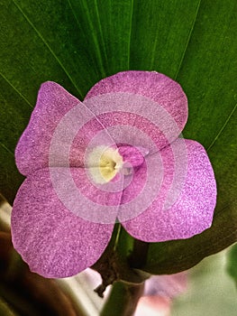 Flower pinks dot yelow