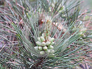 the flower of Pinus taiwanensis Hayata,