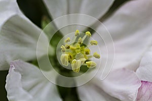 Flower pistil