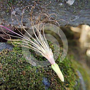 Flower pistil down from the crown flower like octopus