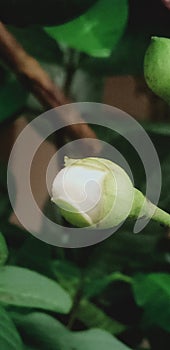 Flower pistil of guava fruit