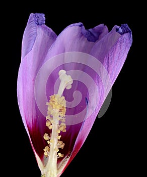 Flower pistil macro shot