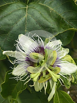 Flower pistil of passion fruit