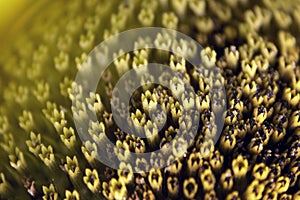 Flower pistil sunflowers