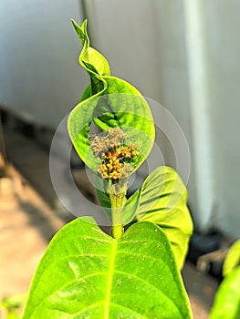 flower pistil that will bloom look beautiful