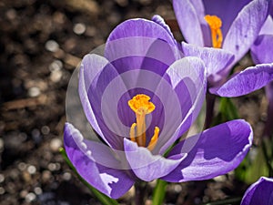 Flower pistils crocus springtime image