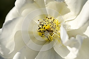 Flower Pistils and Stamen 2