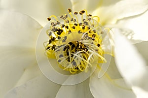 Flower Pistils and Stamen