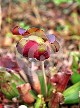 Flower of Pitcher plant Sarracenia psittacina parrot pitcher plant with soft selective focus and macro image