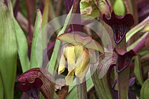 Flower of a pitcher plant or trumpet pitcher with yellow petals in garden