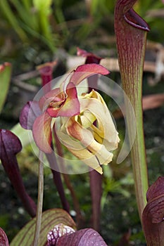 Flower of a pitcher plant or trumpet pitcher with yellow petals in garden