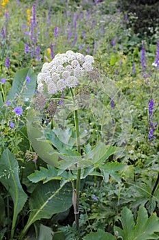 Flower of the plant Angelica.