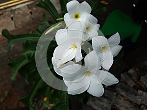 flower plant blossom petal wildflower yellow green nature leaf white shrub orchid lily garden produce tulip