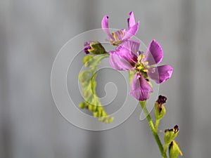 Flower plant carnivorous small purple smell color beautiful rarity