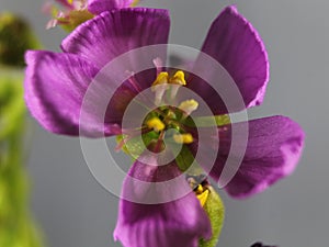Flower plant carnivorous small purple smell color beautiful rarity