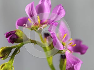 Flower plant carnivorous small purple smell color beautiful rarity