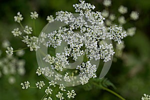 Flower of the plant Chaerophyllum aureum